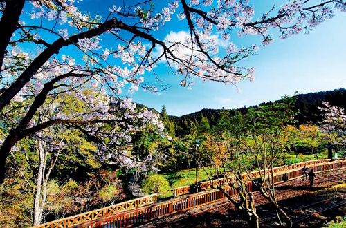 赴阿里山樱花美景攻略